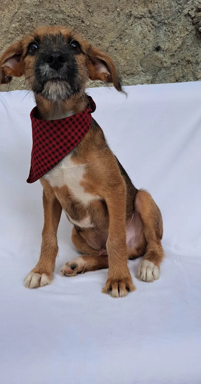 Cachorro ra a SRD-ViraLata idade 2 a 6 meses nome Otto