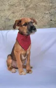 Otto