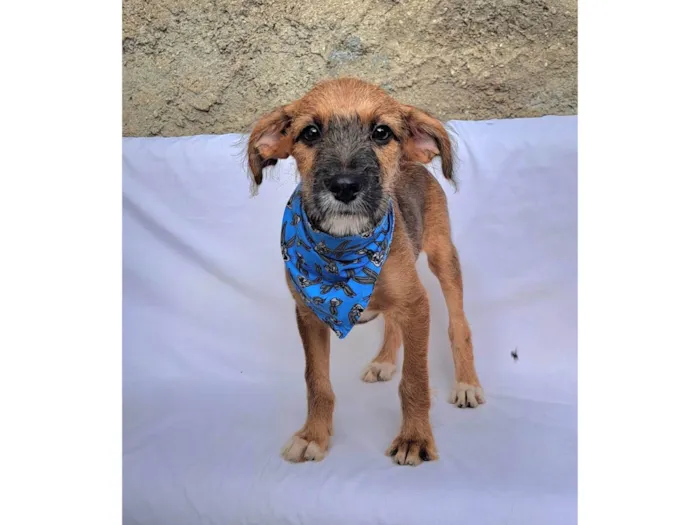 Cachorro ra a SRD-ViraLata idade 2 a 6 meses nome Otto