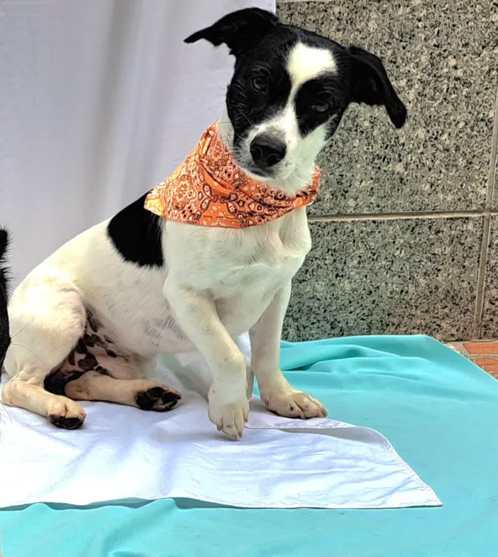 Cachorro ra a SRD-ViraLata idade 1 ano nome  Bento