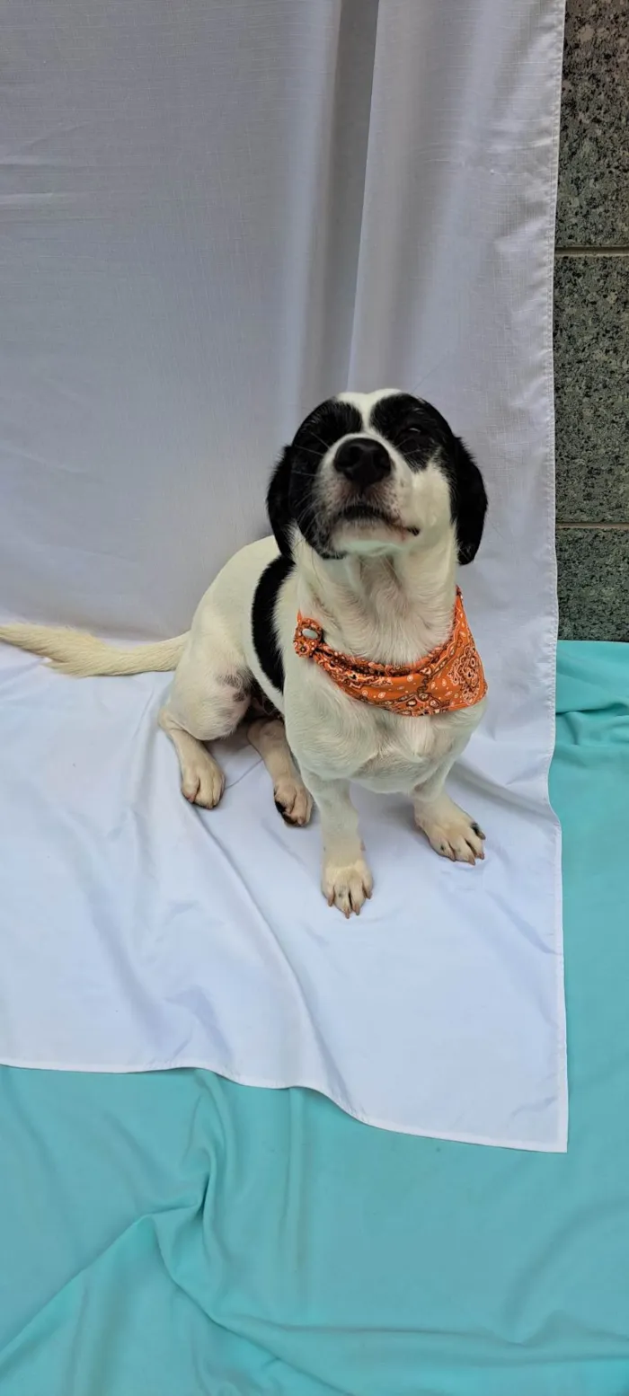 Cachorro ra a SRD-ViraLata idade 1 ano nome  Bento