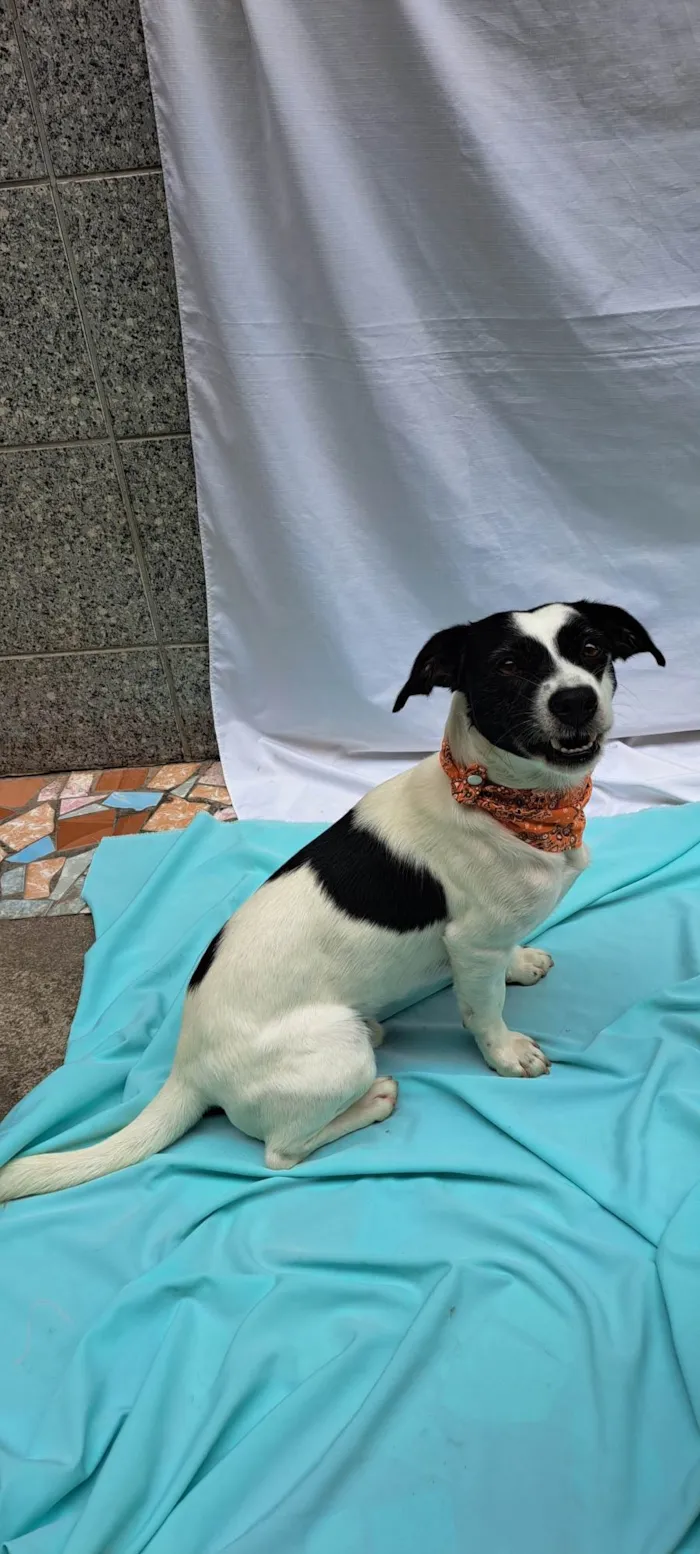 Cachorro ra a SRD-ViraLata idade 1 ano nome  Bento