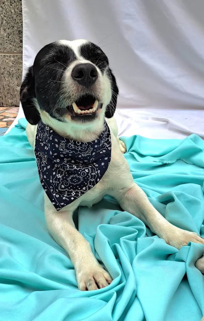 Cachorro ra a SRD-ViraLata idade 1 ano nome  Bento