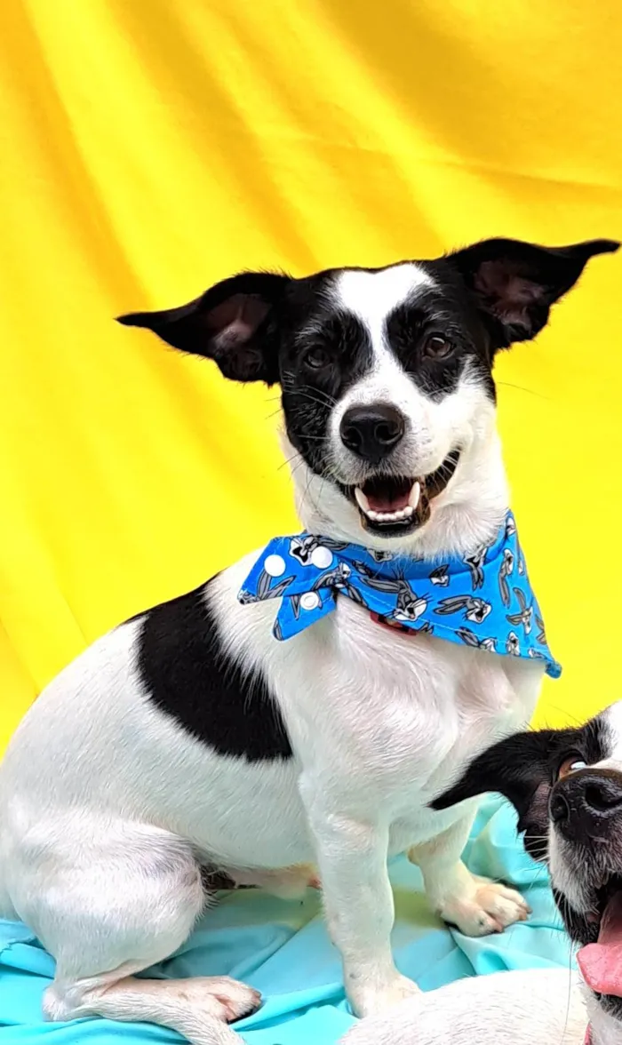 Cachorro ra a SRD-ViraLata idade 1 ano nome  Bento