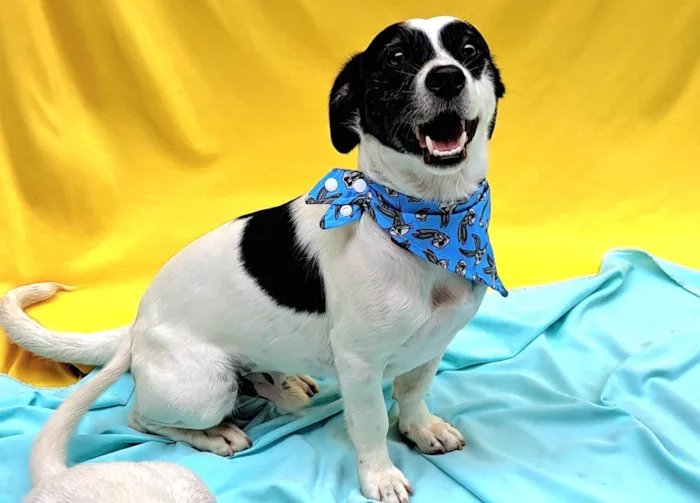 Cachorro ra a SRD-ViraLata idade 1 ano nome  Bento