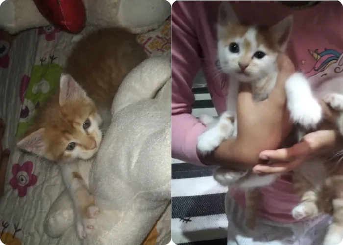 Gato ra a SRD-ViraLata idade Abaixo de 2 meses nome Machinhos fofos