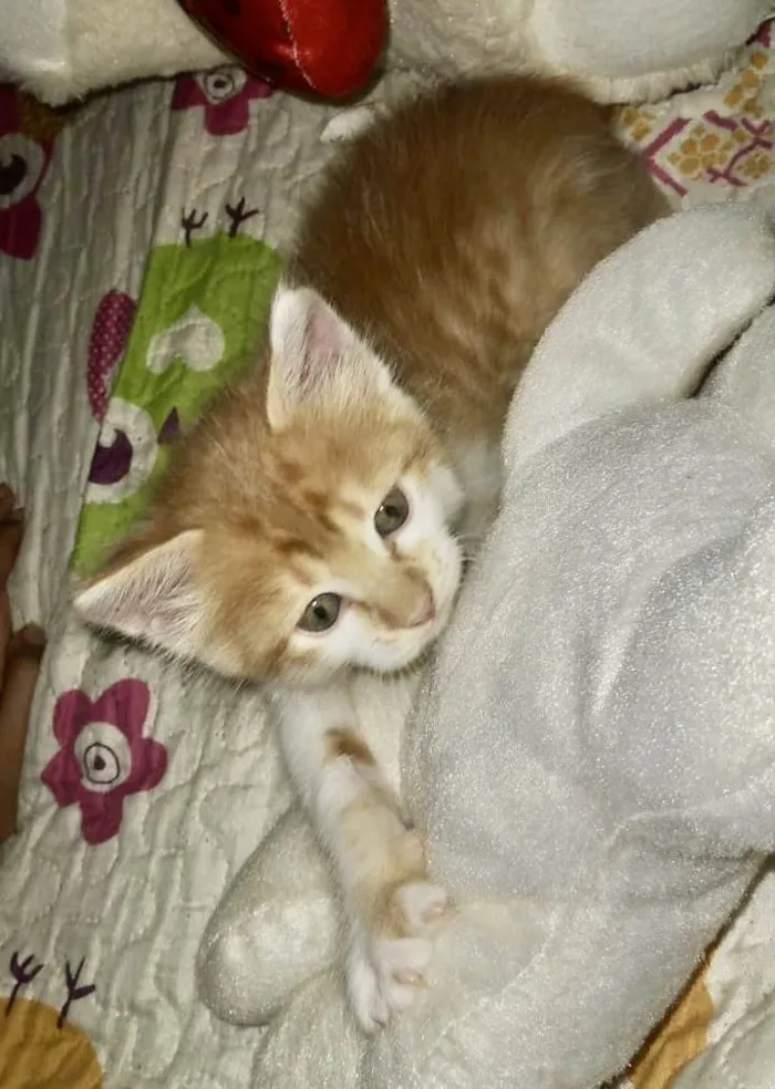 Gato ra a SRD-ViraLata idade Abaixo de 2 meses nome Machinhos fofos