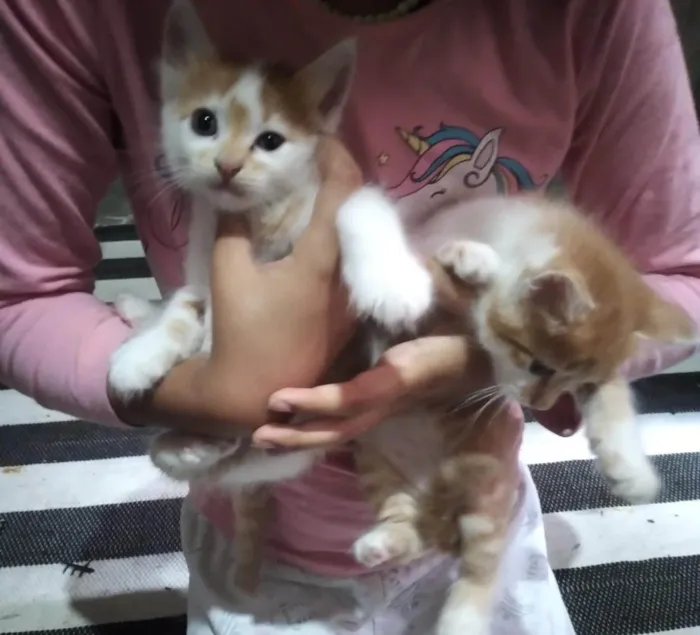 Gato ra a SRD-ViraLata idade Abaixo de 2 meses nome Machinhos fofos