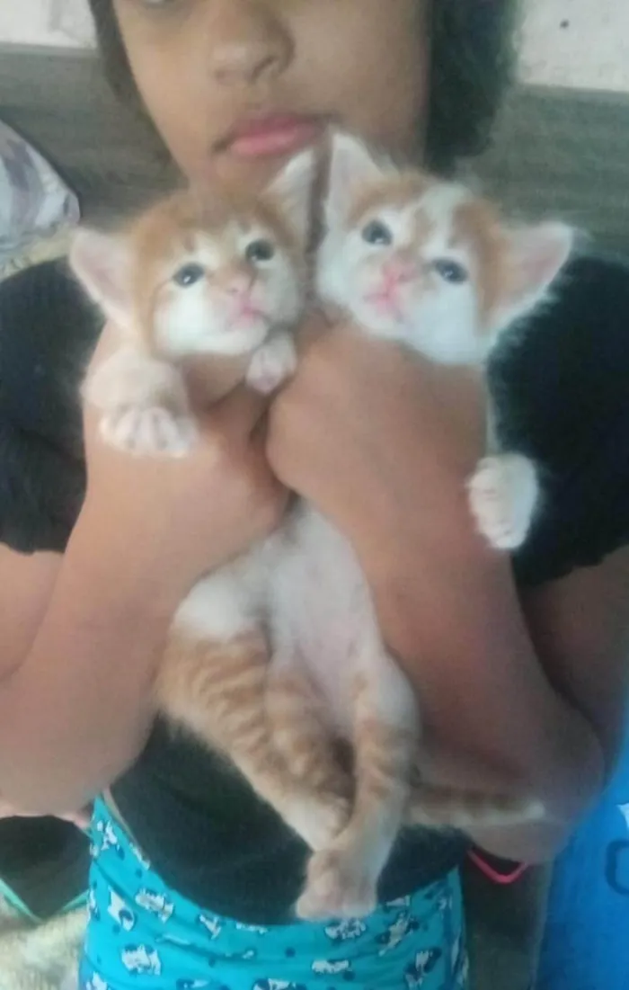 Gato ra a SRD-ViraLata idade Abaixo de 2 meses nome Machinhos fofos