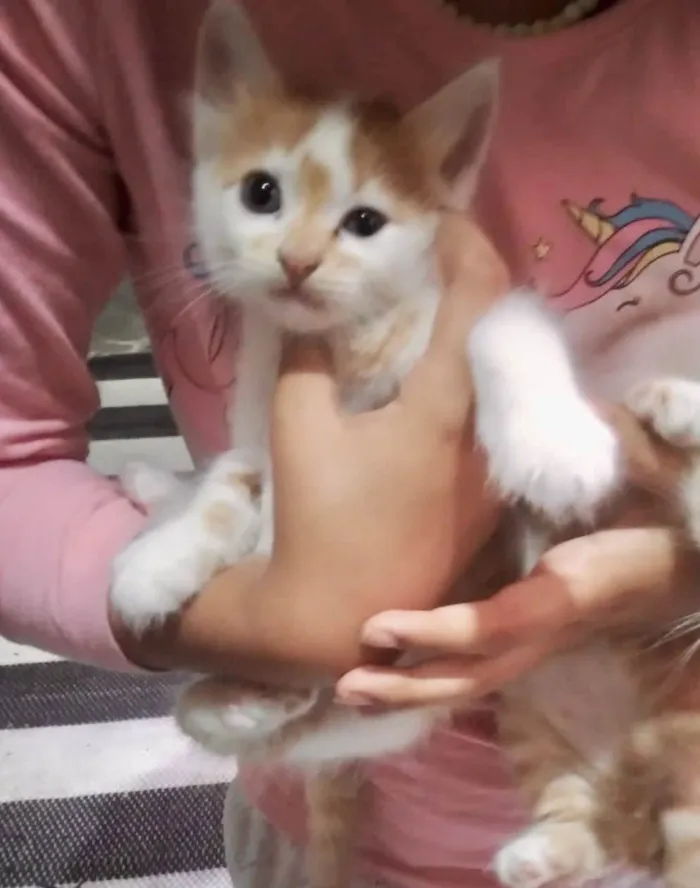 Gato ra a SRD-ViraLata idade Abaixo de 2 meses nome Machinhos fofos