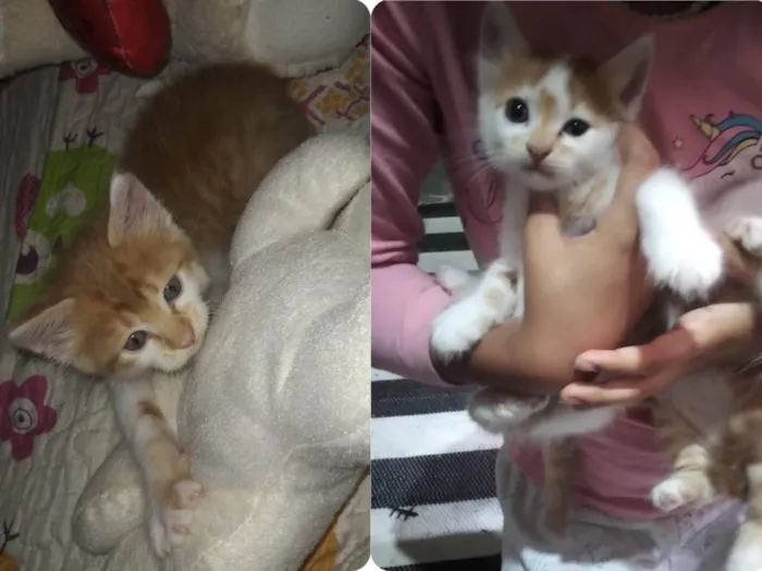 Gato ra a SRD-ViraLata idade Abaixo de 2 meses nome Machinhos fofos