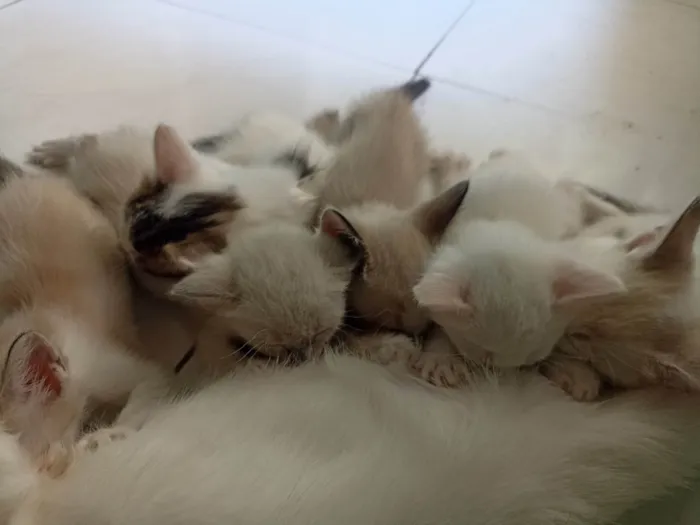 Gato ra a Siamês  idade 2 a 6 meses nome Sem nome 