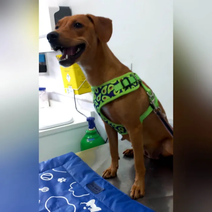 Cachorro ra a SRD-ViraLata idade 1 ano nome ELIS