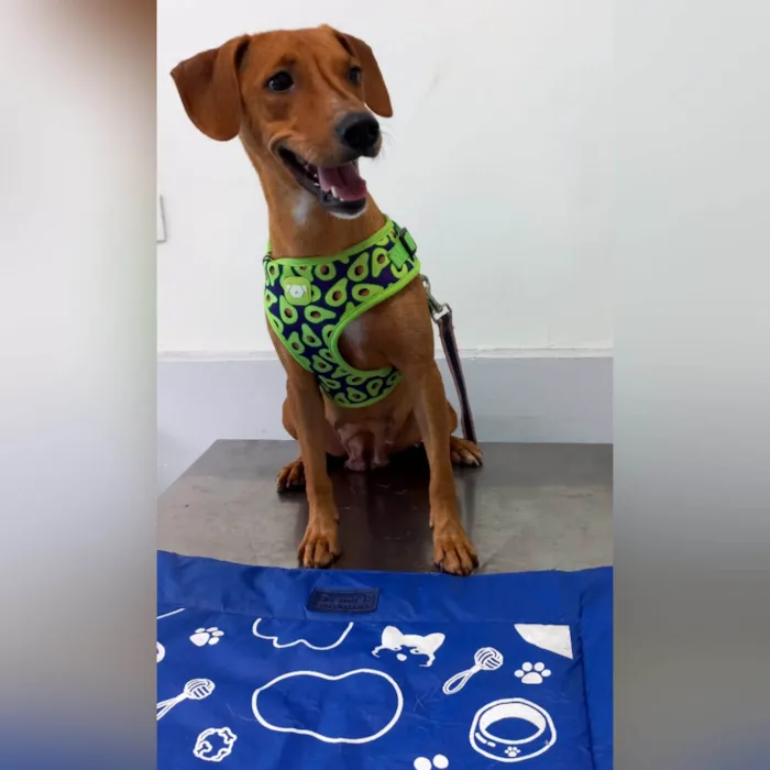 Cachorro ra a SRD-ViraLata idade 1 ano nome ELIS