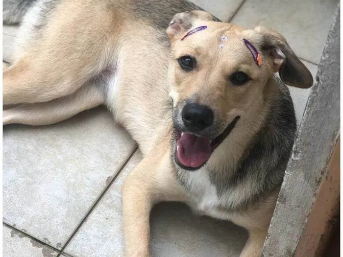 Cachorro ra a Vira lata idade 7 a 11 meses nome Athena