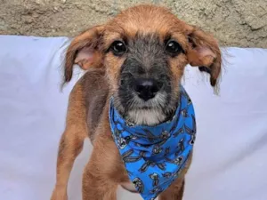 Cachorro raça SRD-ViraLata idade 2 a 6 meses nome Otto