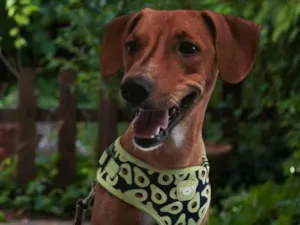 Cachorro raça SRD-ViraLata idade 1 ano nome ELIS