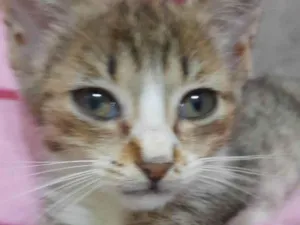 Gato raça Srd idade Abaixo de 2 meses nome Mimosa