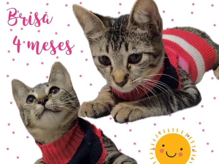 Gato ra a Srd idade 2 a 6 meses nome Brisa