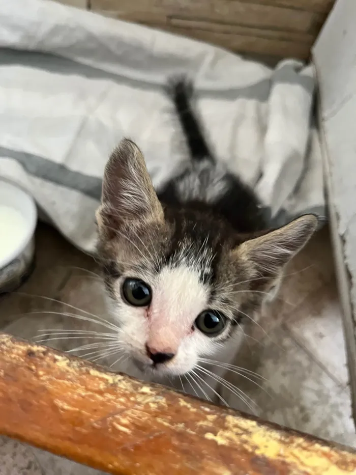 Gato ra a  idade Abaixo de 2 meses nome Gatinho