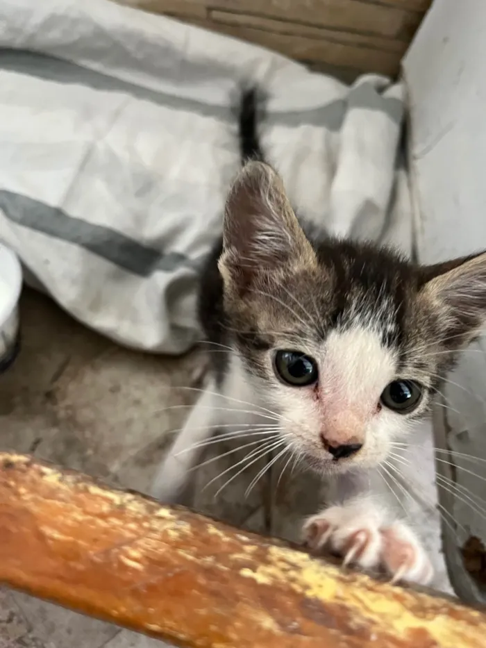 Gato ra a  idade Abaixo de 2 meses nome Gatinho