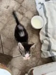 Gatinho