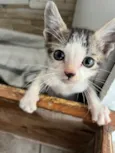 Gatinho