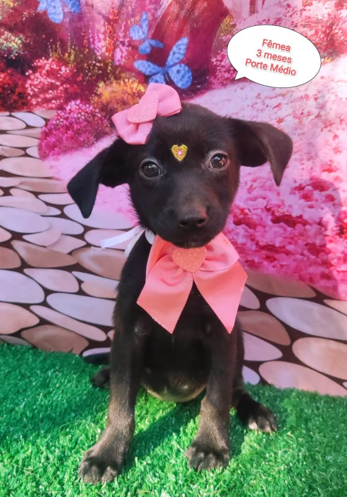 Cachorro ra a SRD-ViraLata idade 2 a 6 meses nome Pretoca