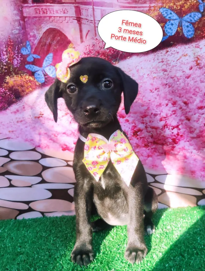 Cachorro ra a SRD-ViraLata idade 2 a 6 meses nome Mulan