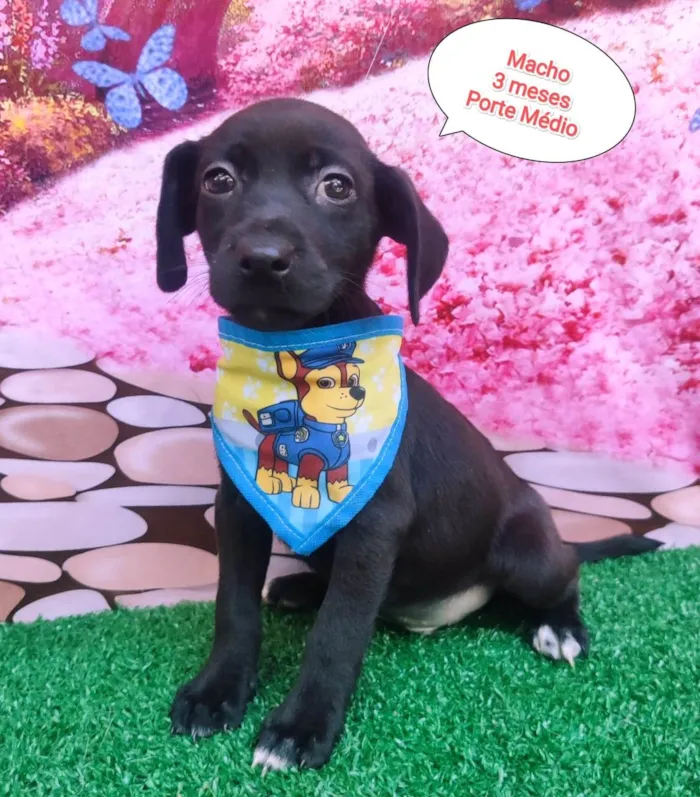 Cachorro ra a SRD-ViraLata idade 2 a 6 meses nome Beto