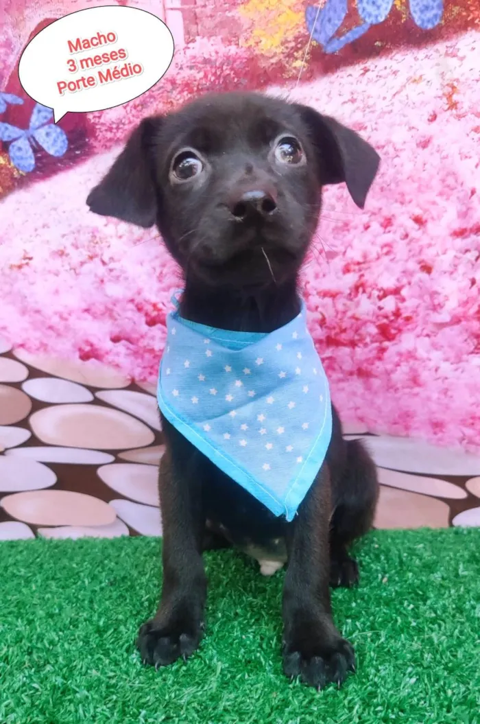 Cachorro ra a SRD-ViraLata idade 2 a 6 meses nome Thomas 