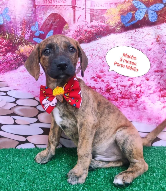 Cachorro ra a SRD-ViraLata idade 2 a 6 meses nome Negresco
