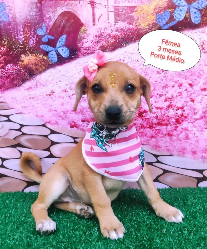 Cachorro ra a SRD-ViraLata idade 2 a 6 meses nome Flora
