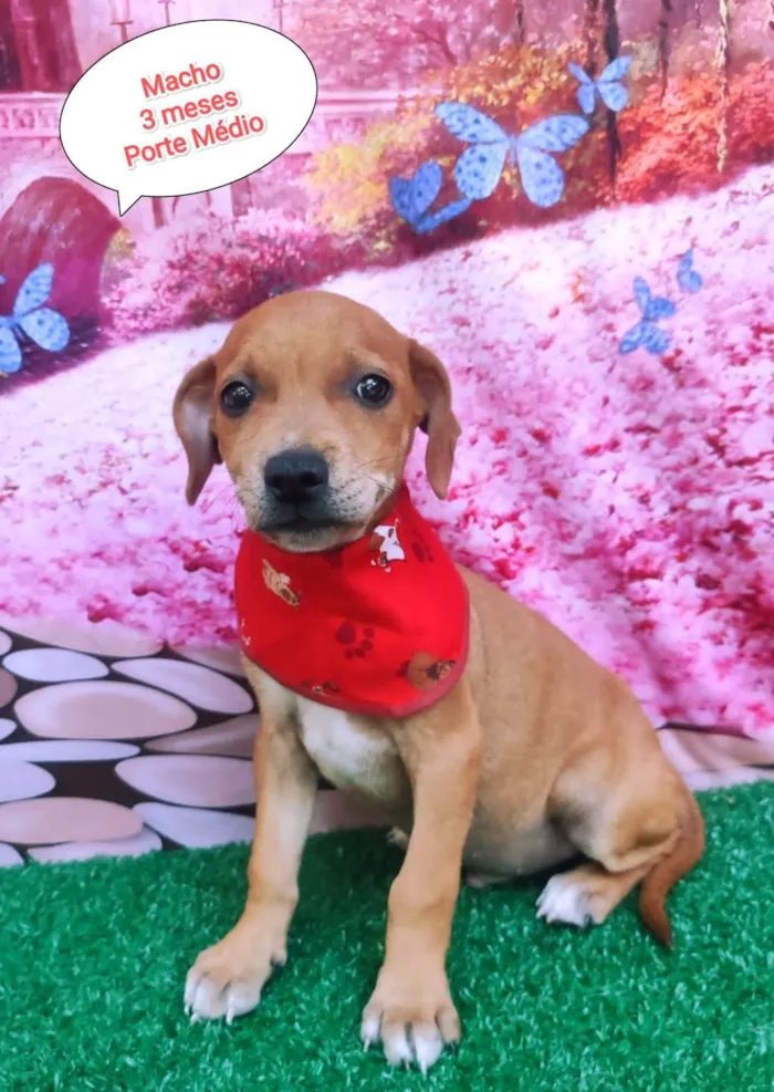 Cachorro ra a SRD-ViraLata idade 2 a 6 meses nome Guga