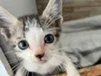 Gatinho