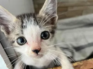 Gato raça  idade Abaixo de 2 meses nome Gatinho