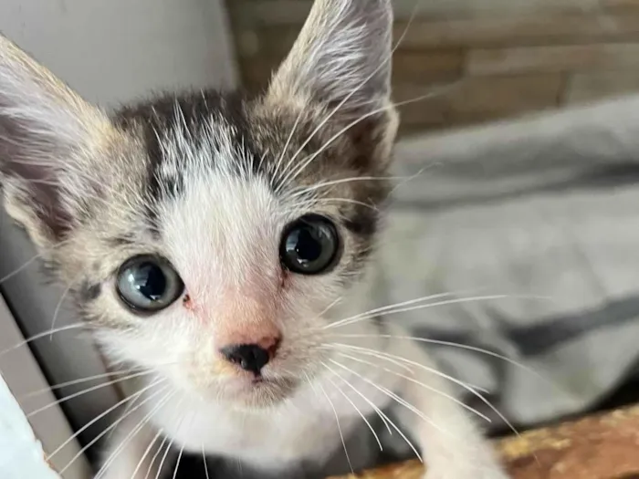 Gato ra a  idade Abaixo de 2 meses nome Gatinho