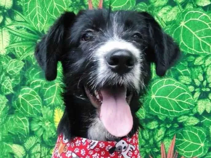 Cachorro ra a SRD-ViraLata idade 2 a 6 meses nome Bartho
