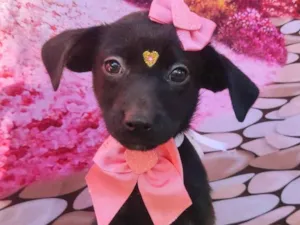 Cachorro raça SRD-ViraLata idade 2 a 6 meses nome Pretoca