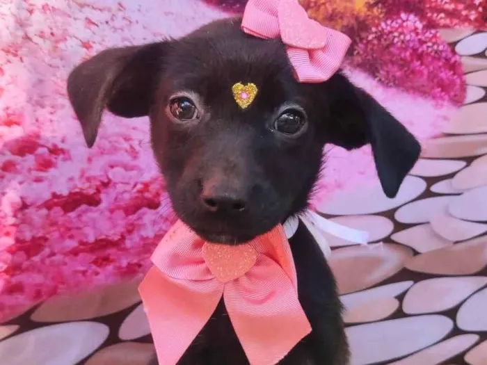 Cachorro ra a SRD-ViraLata idade 2 a 6 meses nome Pretoca