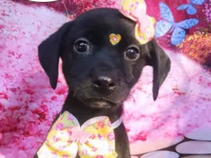 Cachorro raça SRD-ViraLata idade 2 a 6 meses nome Mulan