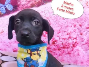 Cachorro raça SRD-ViraLata idade 2 a 6 meses nome Beto