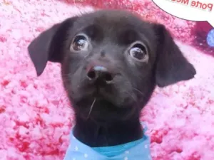 Cachorro raça SRD-ViraLata idade 2 a 6 meses nome Thomas 
