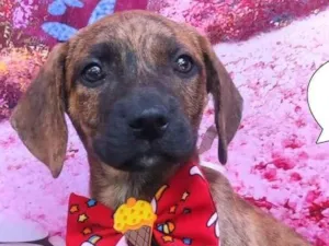 Cachorro raça SRD-ViraLata idade 2 a 6 meses nome Negresco