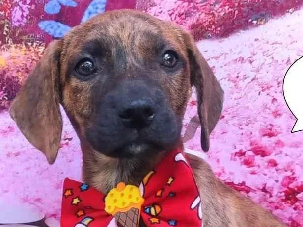Cachorro ra a SRD-ViraLata idade 2 a 6 meses nome Negresco