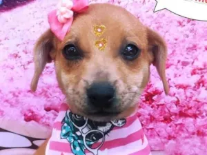 Cachorro raça SRD-ViraLata idade 2 a 6 meses nome Flora