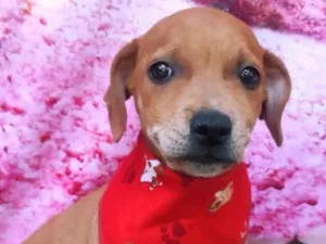 Cachorro raça SRD-ViraLata idade 2 a 6 meses nome Guga