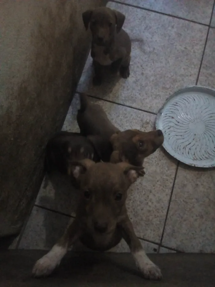 Cachorro ra a Pit-Bull idade 2 a 6 meses nome Folhotes