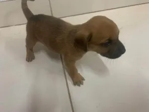 Cachorro raça Vira lata  idade Abaixo de 2 meses nome Sem nome 