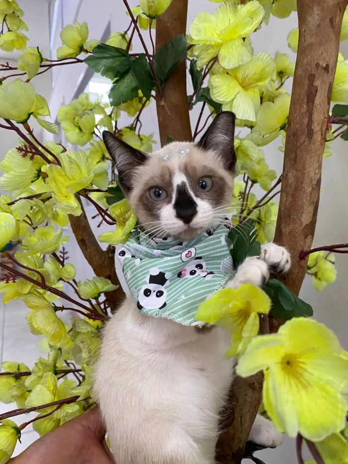 Gato ra a SRD-ViraLata idade 2 a 6 meses nome Filhotes 